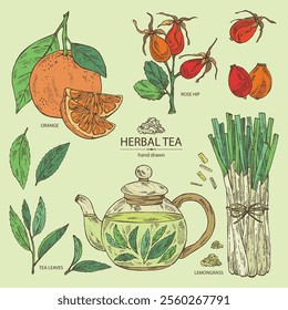 Collection of tea, fruits and hearbs, herbal tea: tea leaves, ogange, lemongrass and rose hip. Vector hand drawn illustration.