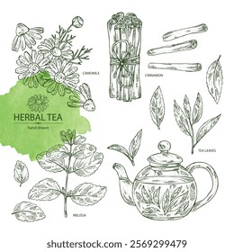 Collection of tea, fruits and hearbs, herbal tea: tea leaves, melissa, lemon balm, cinnamon and camomile. Vector hand drawn illustration.