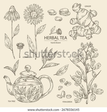 Collection of tea and hearbs, herbal tea: tea leaves, ginger root, echinacea and fenugreek. Vector hand drawn illustration.