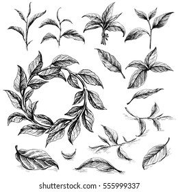 Collection of tea leaves. Green, black, Pekoe tea in graphic style, hand-drawn vector illustration.