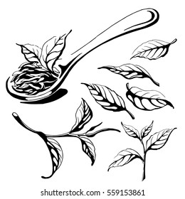 Collection of tea leaves. Green, black, Pekoe tea in graphic style, hand-drawn vector illustration.