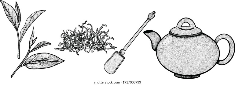 Collection tea leaves, teapot, spoon in sketch style, hand-drawn vector illustration.