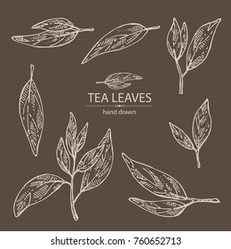 Collection of tea lieves. Green tea. Vector hand drawn illustration.