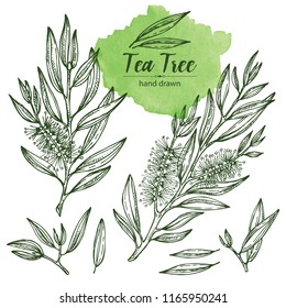 Collection Of Tea Tree. Cosmetics And Medical Plant. Vector Hand Drawn Illustration.