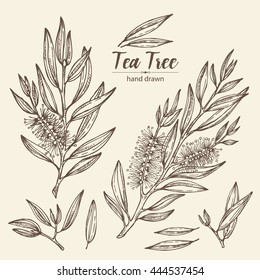 Collection Of Tea Tree. Cosmetics And Medical Plant. Hand Drawn