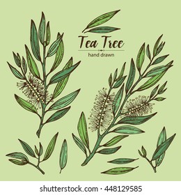 Collection Of Tea Tree. Cosmetics And Medical Plant. Hand Drawn