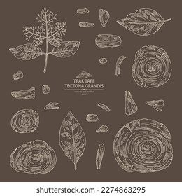 Collection of teak tree: tectona grandis plant, leaves and piece of wood teak tree. Tectona grandis. Cosmetic, perfumery and medical plant. Vector hand drawn illustration