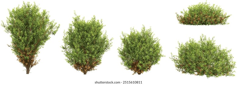 collection of teddy arborvitae trees beautiful isolated on white background