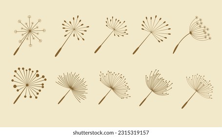 collection of ten dandelion flower seeds