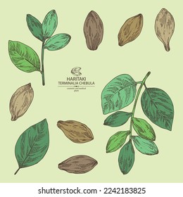 Collection of terminalia chebula: terminalia chebula plant, leaves and haritaki fruits. Haritaki. Cosmetic, perfumery and medical plant. Vector hand drawn illustration