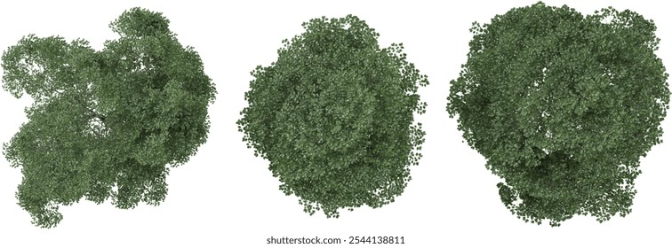 collection of Terminalia ivorensis trees with realistic style from top view