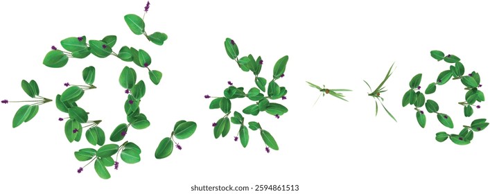 Collection of Thalia plants on transparent background from the top view