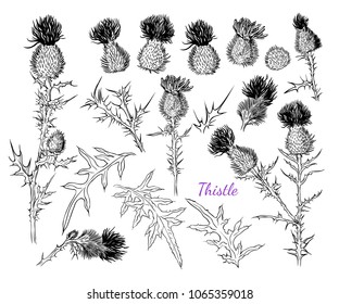 Thistle Vector Images, Stock Photos & Vectors | Shutterstock