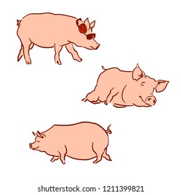 Collection of three color drawing pigs. Set of 3 pigs at white background. Vector sketch.