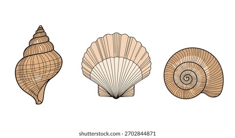 Uma coleção de três espécimes distintos de conchas exibindo formações naturais variadas e texturas encontradas ao longo das costas costeiras.