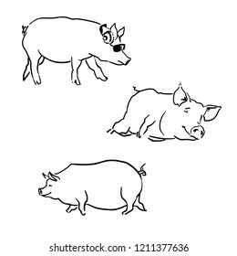 Collection of three drawing pigs. Set of graphic black line pigs at white background. Vector sketch.
