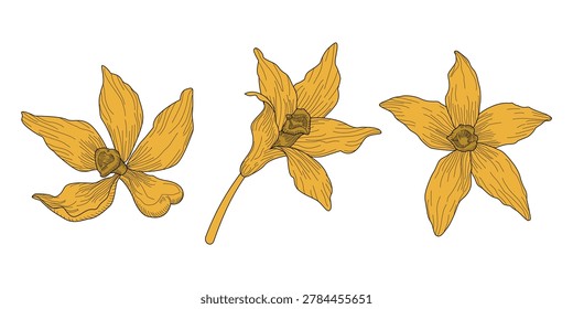 A collection of three hand-drawn yellow orchid flowers in a vintage botanical line art style, isolated on a white background, suitable for luxury cosmetic branding, aromatherapy, and organic skincare design.