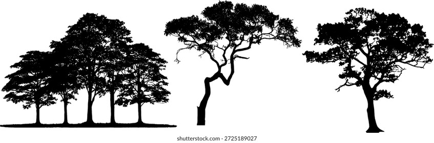 Coleção de três silhuetas de árvore realistas com folhas detalhadas e ramos. Árvores de vetor preto de alta qualidade isoladas sobre fundo branco. Perfeito para renderização arquitetônica, design de paisagem