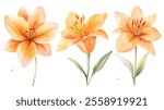 A collection of three vivid watercolor lily flower illustrations in warm orange hues, featuring soft green leaves and artistic detailing.
