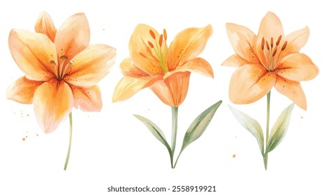 A collection of three vivid watercolor lily flower illustrations in warm orange hues, featuring soft green leaves and artistic detailing.
