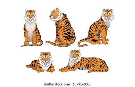 Collection of Tigers, Predatory Wild Animal in Various Poses Vector Illustration