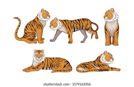 Collection of Tigers, Wild Animal in Various Poses Vector Illustration