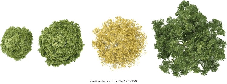 Collection of Tilia tomentosa trees on transparent background from the top view