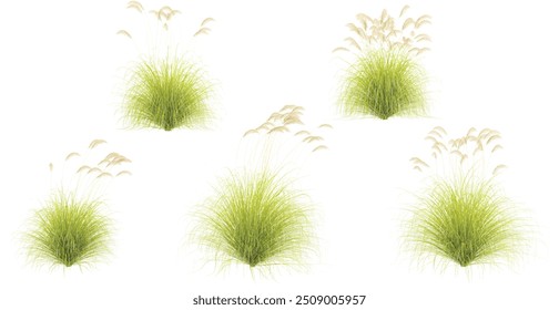 Collection of toetoe grass isolated on white background, tropical trees isolated used for design,top veiw, advertising and architecture