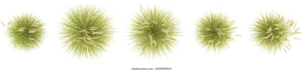 Collection of toetoe grass isolated on white background, tropical trees isolated used for design,top veiw, advertising and architecture,top view