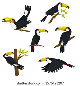 Collection of toucans isolated on a white background. Vector graphics.