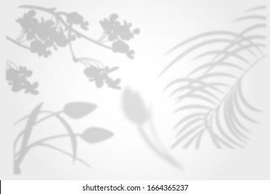 a collection of transparent shadows from a cherry blossom branch from a palm tree from tulips on a white background