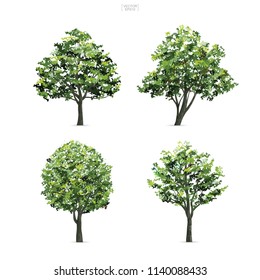 Collection of tree isolated on white background. Natural object for landscape design, architectural decoration, park and outdoor graphic. Vector illustration.