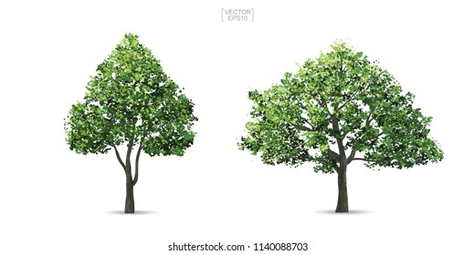 Collection of tree isolated on white background. Natural object for landscape design, architectural decoration, park and outdoor graphic. Vector illustration.