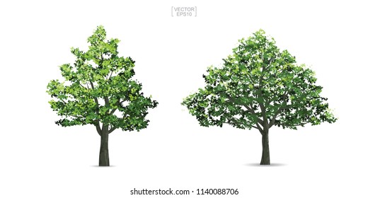 Collection of tree isolated on white background. Natural object for landscape design, architectural decoration, park and outdoor graphic. Vector illustration.