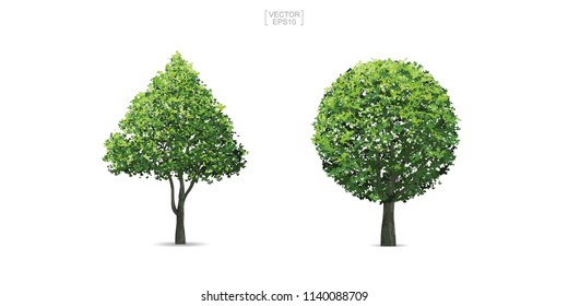 Collection of tree isolated on white background. Natural object for landscape design, architectural decoration, park and outdoor graphic. Vector illustration.