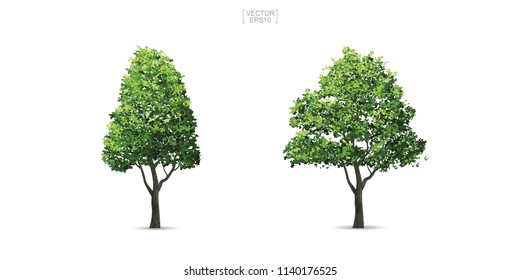 Collection of tree isolated on white background. Natural object for landscape design, architectural decoration, park and outdoor graphic. Vector illustration.