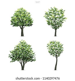Collection of tree isolated on white background. Natural object for landscape design, architectural decoration, park and outdoor graphic. Vector illustration.