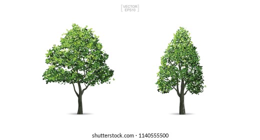 Collection of tree isolated on white background. Natural object for landscape design, architectural decoration, park and outdoor graphic. Vector illustration.