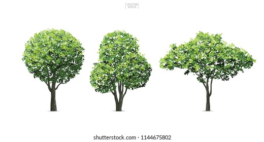 Collection of tree isolated on white background. Natural object for landscape design, architectural decoration, park and outdoor graphic. Vector illustration.