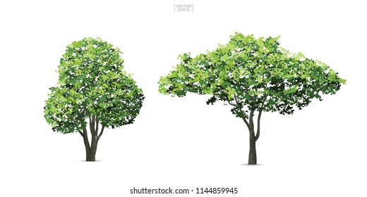 Collection of tree isolated on white background. Natural object for landscape design, architectural decoration, park and outdoor graphic. Vector illustration.