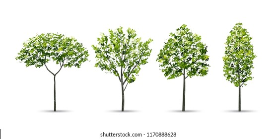 Collection of tree isolated on white background. Natural object for landscape design, architectural decoration, park and outdoor graphic. Vector illustration.