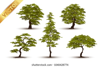 Collection  tree Realistic  on a white background.