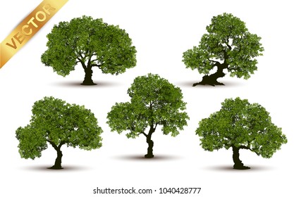 Collection  tree Realistic  on a white background.