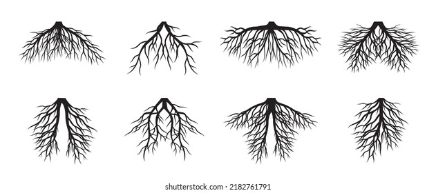 Collection of Tree Roots. Vector outline Illustration. Plant in Garden.