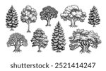 Collection of trees. Coniferous and deciduous forest plants. Hand drawn ink sketches isolated on white background. Vintage style.