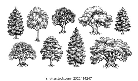 Collection of trees. Coniferous and deciduous forest plants. Hand drawn ink sketches isolated on white background. Vintage style.