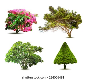 Collection Of Trees isolated On White Background. Vector