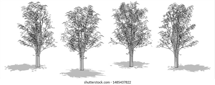 Collection of trees, with outline style, monochrome.Perspective view with and white background.- Vector