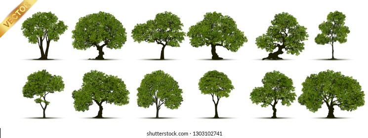 Collection of tree,trees isolated on white background.
