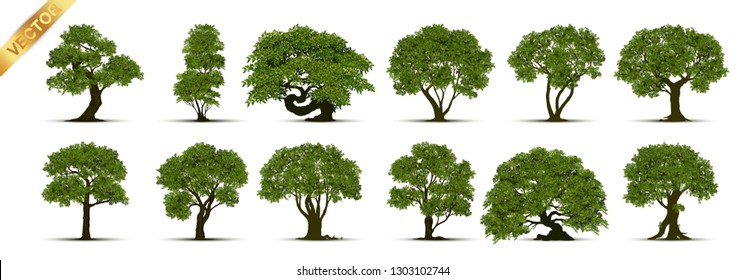 Collection of tree,trees isolated on white background.
